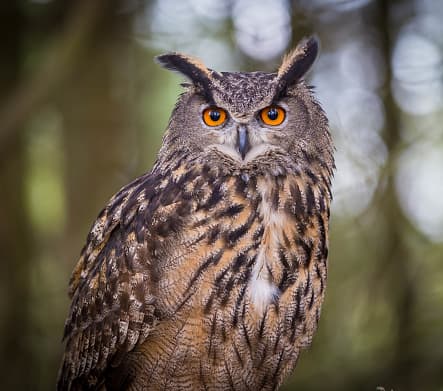 Owl Rock Capital Partners, private equity, lending, business development, technology, Silicon Valley, venture capital, Menlo Park