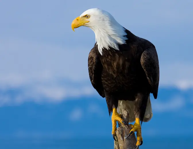 Image of a bald eagle perched on a tree stub.