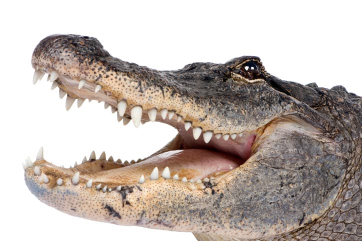 Florida alligator