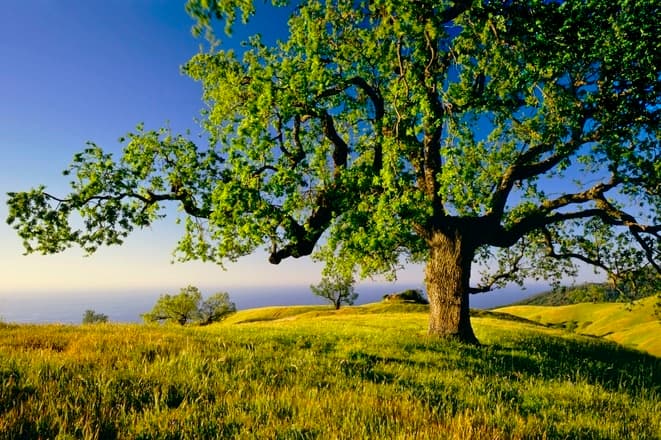oak tree