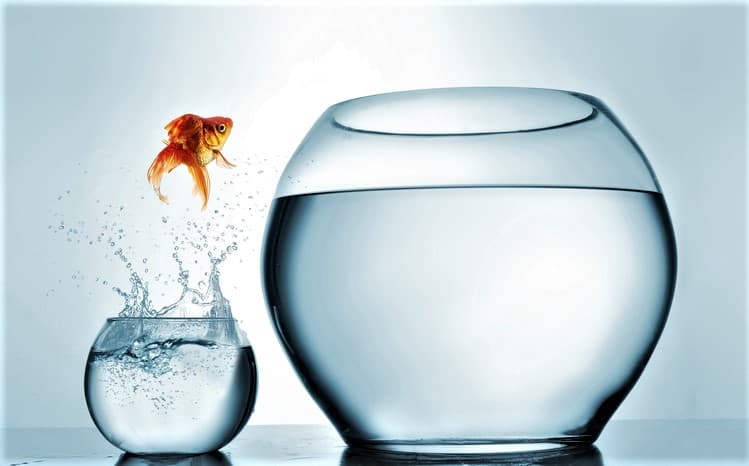 Photo of goldfish jumping from small bowl to larger bowl.