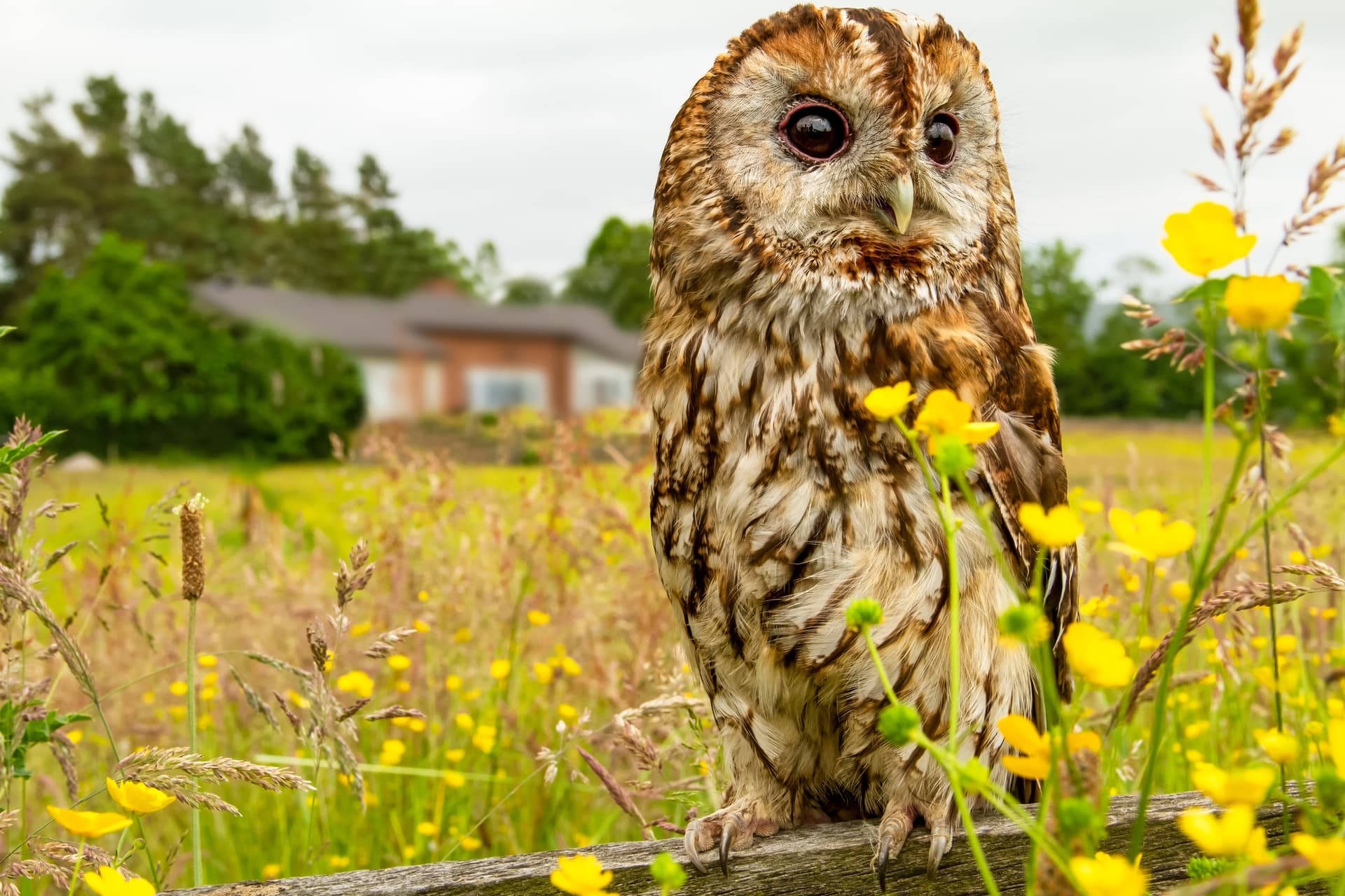 Tawny owl, scientific name: Strix aluco. Close up of an adult owl perched on a fence in a summer meadow filled with colourful yellow buttercups and grasses.
