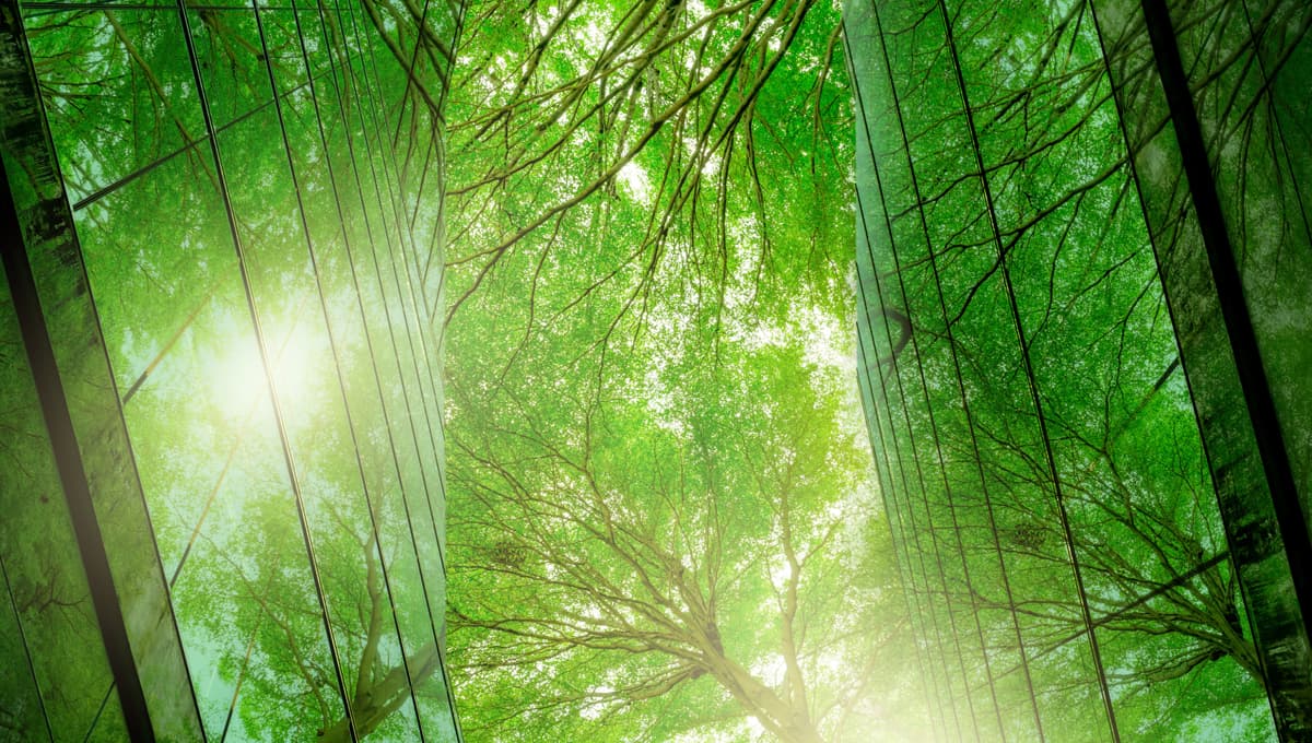 The canopy of trees in a forest