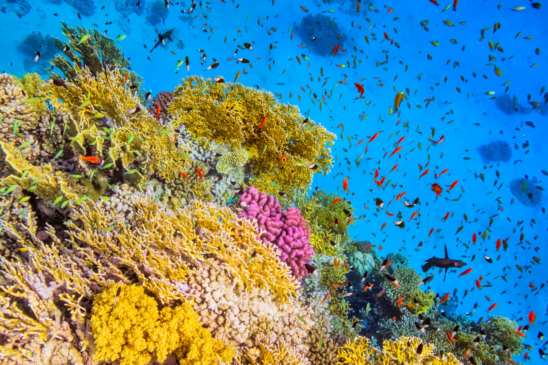 Coral garden