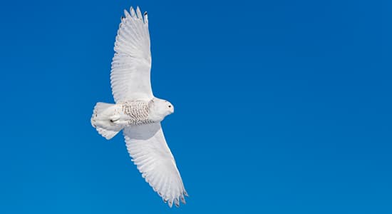 Owl against a blue sky.