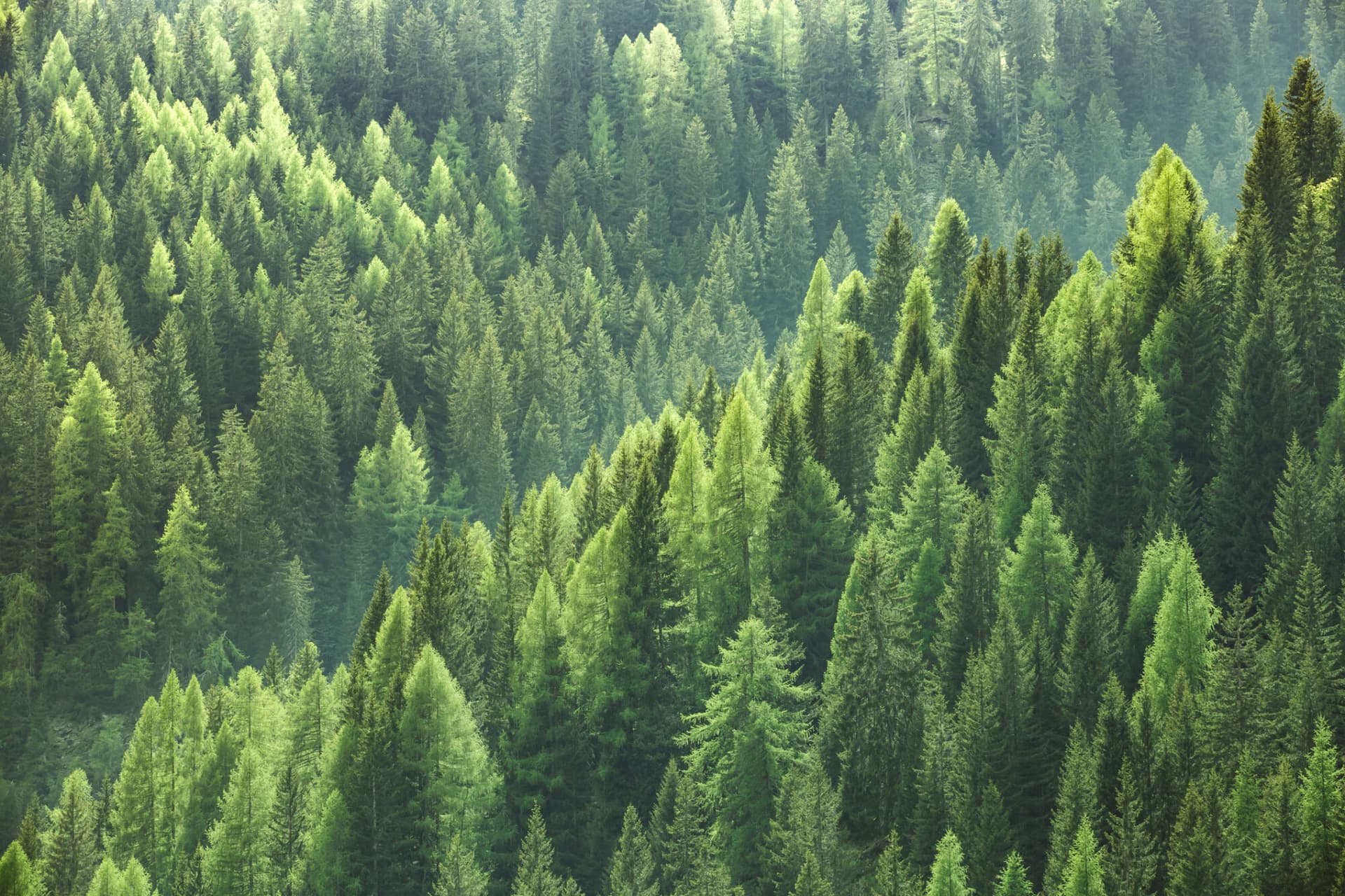 Evergreen trees in forest of spruce, fir and pine