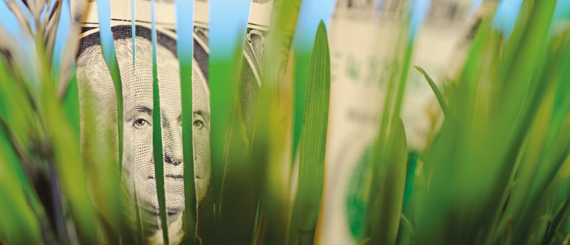 Dollar bill in green grass