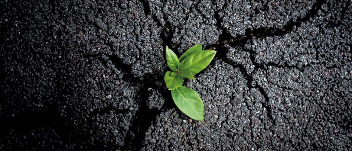 plant crack