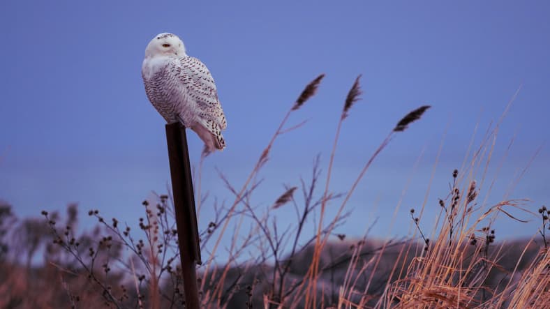 A snowy owl perches on top of a fence post and looks backward.